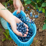 花溅泪 蓝莓树苗 蓝莓苗 盆栽地栽 庭院阳台 南北方种植 果树苗 蓝莓树 南大 3年苗 当年结果