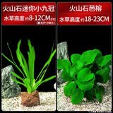 疯狂水草（FKSC）鱼缸水草蜈蚣草鱼缸造景专用真水草懒人水培植物净化水质直接入缸 【火山石】芭榕+迷你小九冠