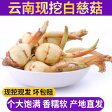 良知农哥 【顺丰可选】 云南新鲜大号白茨菇 茨菰慈姑 慈菇 慈菰 健康轻食 3斤大号丨普通快递