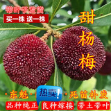 【 两棵装当年结果】杨梅树苗 嫁接水果树苗盆栽大杨梅苗南方种植果树苗盆栽花卉南北方 4年苗当年结果【2棵装】品种备注 现挖现卖