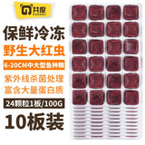 共度（Gong Du）冷冻红虫丰年虾赤虫冰冻卤幼牛心汉堡珍珠虾观赏鱼小型鱼鱼食饲料 大红虫10板（240颗粒）