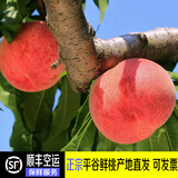 禾人平谷鲜桃 平谷鲜大桃平谷桃 脆甜平谷桃新鲜水果桃子礼盒装 平谷鲜桃5斤【经济装礼盒装】 平谷产地直发