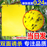 巨融黄板双面粘虫板诱虫纸贴黄色飞虫小黑飞沾果蝇诱捕器粘板针蜂大棚 100张黄色【中号20*15cm】加厚