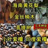 海南黄花梨种子印度紫檀小叶紫檀种子沉香木菩提四川细金丝楠木树种QCDD 紫檀种子20粒