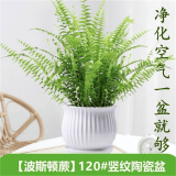 叹为观止18种吊兰任你选金边吊兰各种盆栽花卉客厅垂吊桌面植物净化空气 波斯顿蕨 不含盆