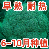 西兰花种籽春秋季花椰菜蔬菜种孑高产耐寒绿菜花四季青花菜种 绿宝石(西兰花)种子 原厂精品包装1包+送1包/约6OO粒