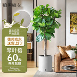 植男植女琴叶榕大叶盆栽绿植室内客厅落地大型棒棒糖乔迁新居好养源头直发