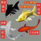 中国红冷水淡水观赏鱼锦鲤鱼活鱼金鱼小型好养红鲤鱼纯种小锦鲤 16-18cm长黑白黄红各一条