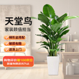 双盟天堂鸟大型植物客厅绿植盆栽办公室内鹤望兰好养落地网红源头直发