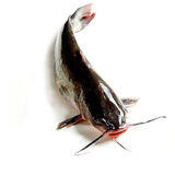 其他品牌鲜活叉尾鮰鱼1条（1-1.5kg/条）