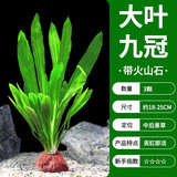 疯狂水草鱼缸水草净化水质套餐蜈蚣草阴性水草浮萍植物活体水培 【带火山石】大叶九冠/3颗