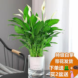 卉轩居白掌盆栽易活一帆风顺水培植物办公室内花卉绿植红掌水养四季开花 特级白掌6-8株【早安盆】 含盆