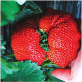 春草碧草莓苗四季草莓苗庭院阳台盆栽地栽奶油草莓苗水果四季可结果树苗 M巨型草莓苗 4颗草莓苗+4个盆