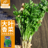 IDEAL 理想农业 浓香大叶香菜种子阳台四季易种蔬菜种籽耐抽薹香菜种子