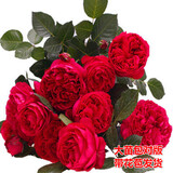 花幽谷大花月季浓香带花苞发货正宗玫瑰月季花苗灌木大花盆栽花卉庭院 红龙带花苞大花【14cm直径】 不含盆