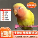 若宸智慧农业鹦鹉活体养殖基地直发健康活泼可爱 黄桃牡丹1只公