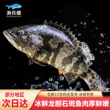 渔传播冰鲜海南龙胆石斑鱼 650-750g/条 老虎斑海鲜水产火锅鱼类