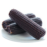 静益乐源甜糯黑玉米棒 真空包装非转基因黑玉米穗  200g*10根