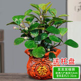 以琛小盼菩提树盆栽带果绿植物室内花卉办公室盆景客厅室内植物盆栽 小盼菩提+福袋陶瓷盆送底托