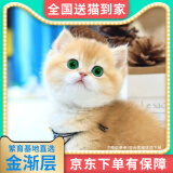 【纯种】金银渐层长蓝金蓝白英国短毛猫美短加白猫活体幼崽小猫咪 宠物级 【金渐层】联系客服选宠