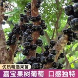 花翁嘉宝果树苗正宗树葡萄苗盆栽庭院绿植源头直发沙巴3年苗高40-50cm