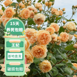 花友藤本月季花苗月季花树苗盆栽特大花苗庭院爬藤植物阳台蔷薇爬墙 玛格丽特 王妃【爬藤】大苗 1-1.3米高度多分叉