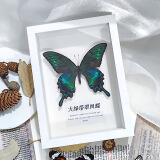 艺馨维尼真蝴蝶标本展翅昆虫装饰品手工收藏学生创意生日礼物居家展示摆件 大绿带翠凤蝶【白框】