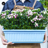 九千谷种菜盆种花盆蓝色种植箱 1个装长方形树脂花盆 49*20cm带托盘3682