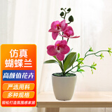百动蝴蝶兰仿真植物花卉盆栽办公室桌面绿植塑料绢花紫红色高26cm带盆