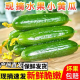 新鲜水果黄瓜现摘现发早餐减肥生吃无刺小黄瓜当季新鲜蔬菜即食 水果黄瓜 3斤 带箱