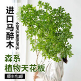 临雅马醉木水培植物鲜切枝条盆栽活树室内小绿植日本吊钟树苗客厅水培 日本马醉木-150cm+在树下卡片