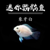 卡奇鱼观赏鱼 热带鱼 迷你鹦鹉 宝蓝鹦鹉好养易活可繁殖 宝蓝凤球阿凡达 白金迷你鹦鹉2-3cm5条