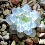 采缇（CAITI）【万人选购】多肉植物带盆 水晶玉露多肉植物幼儿园盆栽 精品玉露+陶瓷盆+营养土 原盆原土