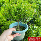 绿有意小叶赤楠老桩盆景苗植物花卉微景观水培办公室内好养四季常青盆栽 6年小叶赤楠+原生盆+肥料