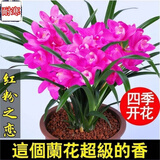 高品质 超壮苗 养不死的兰花【10年苗耐寒】超香型 仙山红 花卉 红粉之恋 6苗连体 带育苗盆土