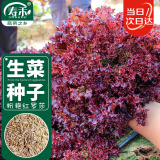 寿禾 生菜种子四季盆栽紫叶家庭种植速生蔬菜种籽 红罗莎生菜种子15g