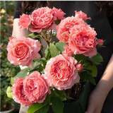 耐寒蔷薇花苗爬藤四季开花室内盆栽室外藤本月季玫瑰花卉易活植物 果冻 灌木 精品花苗 不含盆