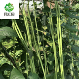 民汇园蔬菜种子家庭园艺四季种阳台盆栽组合套餐简单易种菜种籽 长豇豆30粒