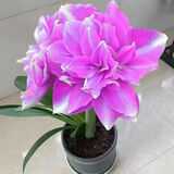 垣栀荷兰朱顶红进口大球重瓣种球盆栽花卉植物多年生特大球四季开花球 【璀璨】朱顶红种球当年开花