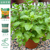 寿禾 香草苗大全薄荷苗盆栽带土可食用秧苗冬春季四季观赏绿植薄荷叶 留兰香薄荷苗套餐