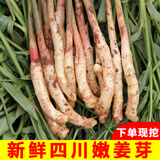 辰实四川嫩姜【现挖现发】嫩仔姜新鲜 子姜红芽姜醋泡姜 2斤嫩姜牙【划算】