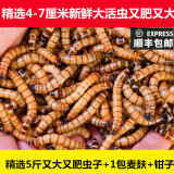 AMTRA（精选）大麦虫黄粉虫面包虫活体钓鱼饵乌龟食物仓鼠龙鱼鸟类饲料 精选5斤又大又肥虫子+1包麦麸+钳子 4-7CM