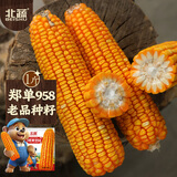 北蔬 玉米种子苗大棒抗旱抗倒大田饲料苞米种籽 郑单958玉米种子500g