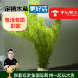 云峰海瑞水草活体懒人草鱼缸造景活体水草套餐鱼缸水草有茎类中后景真水草 【好养易活】蜈蚣草（6-7只一组）