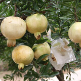 昊兰诺石榴树苗 突尼斯石榴苗软籽庭院果树地栽南方北方种植当年结果 白水晶石榴4年苗【少量结果】 81cm(含)-110cm(含)