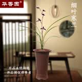 华香园兰花 细叶寒兰 浓幽香型不带花苞开盲盒室内外盆栽花卉耐阴绿植苗 细叶寒兰3苗裸根发货不带花苞