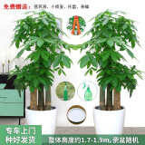 绿韵花田【两小时达】步步高发财树盆栽植物室内大型植物客厅开业公司门口 步步高发财树一对