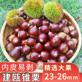 中鲜生2025年福建建瓯新鲜锥栗 当季新鲜板栗现摘高山生栗子精选大果 老树锥栗 3斤 精选中果