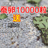 奥狸狸【当天发货】蚕宝宝卵学生蚕籽蚕卵蚕蛋天然彩蚕子杂交桑蚕种春蚕 桑蚕蚕卵1万粒+羽毛 清理网羽毛桑叶