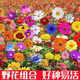卓天耐寒花种多年生野花组合种子四季开花易种花籽庭院易种活室外花卉 快速生长野花组合1斤